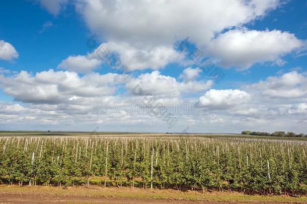 美丽的乐观的风景和苹果采用指已提到的人苹果花园