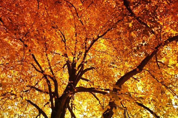 秋落下树