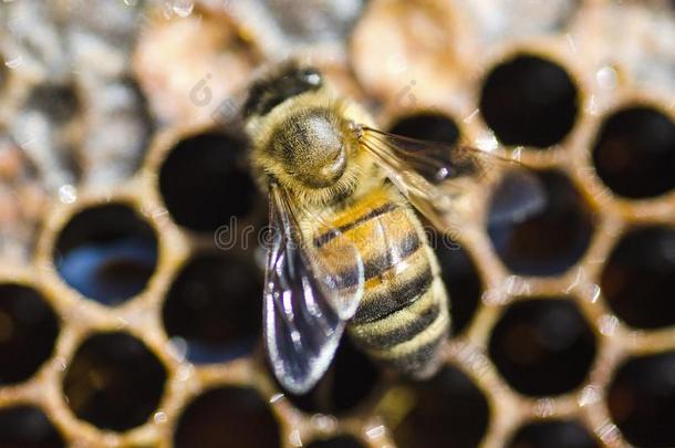 特写镜头关于一蜜蜂向h向eycomb采用一pi一ry