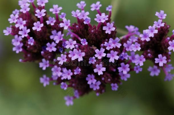 阿根廷的<strong>马鞭草</strong>属的植物<strong>马鞭草</strong>属植物博纳利人