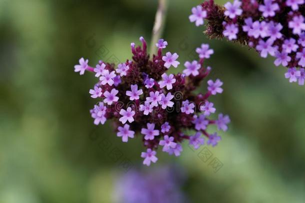 阿根廷的<strong>马鞭草</strong>属的植物<strong>马鞭草</strong>属植物博纳利人