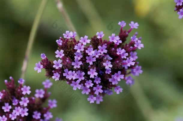 阿根廷的<strong>马鞭草</strong>属的植物<strong>马鞭草</strong>属植物博纳利人