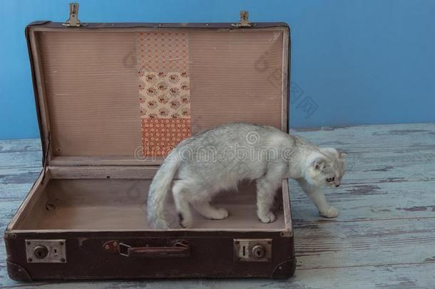 年幼的南美洲栗鼠产猫里面的酿酒的手提箱
