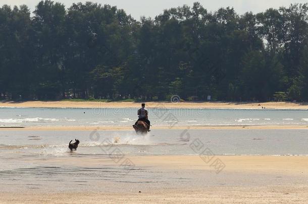 男人骑马马向海滩洋波浪和狗跑步跟随