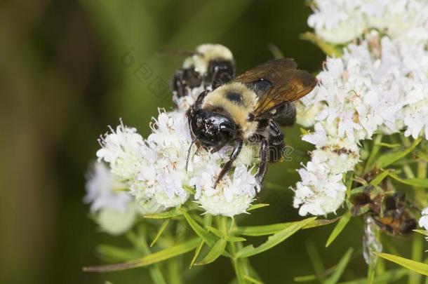 犯错误蜜蜂搜寻为花蜜向白色的山薄荷花.