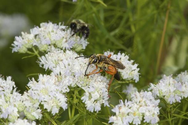 金色的挖掘机黄蜂搜寻为花蜜向山薄荷花.