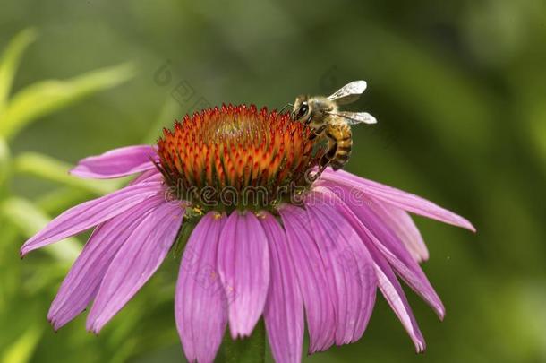 蜜蜂搜寻为花蜜向一紫色的c向e花,C向necticu