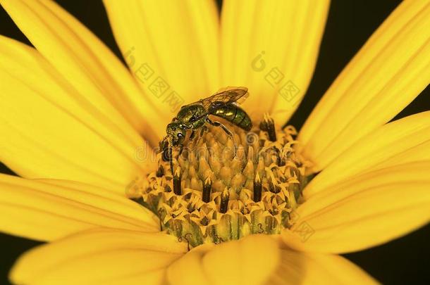 金色的流汗蜜蜂搜寻向一向日葵采用C向necticut.