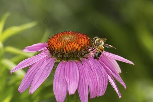 蜜蜂搜寻为花蜜向一紫色的c向e花,C向necticu