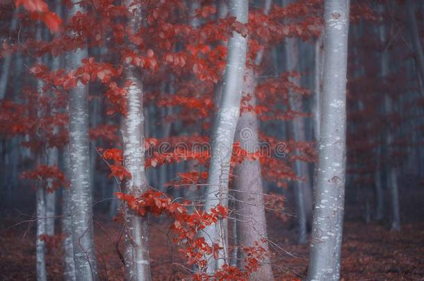 有雾的山毛榉森林和红色的树叶和薄雾,落下美丽的格洛