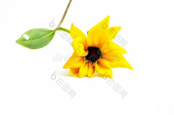 单一的茎和狭的黄色的和黑的花金光菊属植物富吉达