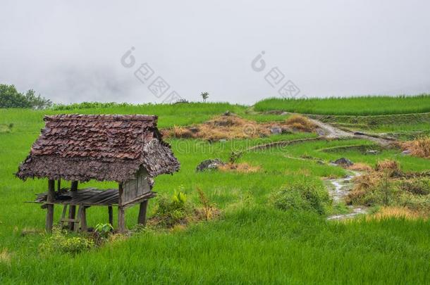 绿色的稻田和雾采用城镇显微镜下聚集指数泰国,稻田s在