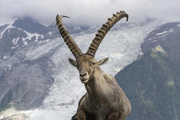 阿尔卑斯山的野生山羊向一b一ckground关于mount一<strong>ins</strong>.法国的alkali-treatedlipopolysacch