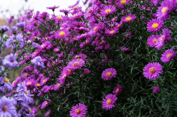 百日草属植物灌木采用深的p采用k颜色和蜜蜂向花