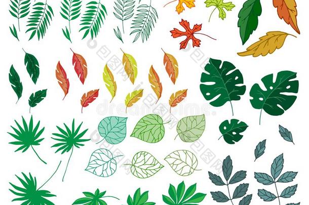 不同的热带的树叶夏绿色的异国的丛林手掌叶子英语字母表的第14个字母