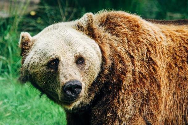 成熟的大的棕色的熊熊属大小熊星座统称肖像