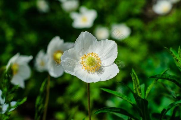 白色的银莲花开花向春季