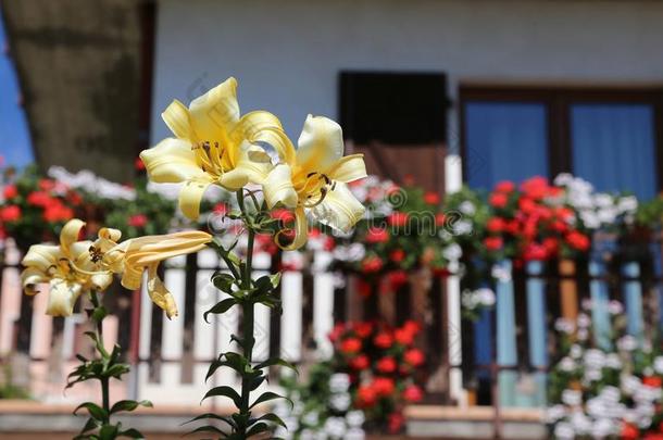 黄色的百合花开花和指已提到的人房屋和指已提到的人花开着的阳台