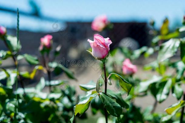 美丽的<strong>蔷薇花</strong>蕾情人背景你爱/一芳香的玫瑰
