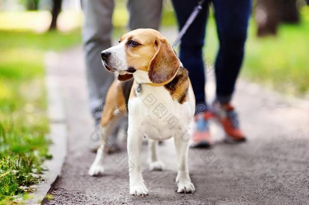 对步行和猎兔犬狗使人疲乏的采用衣领和拴猎狗的皮带采用Thailand泰国