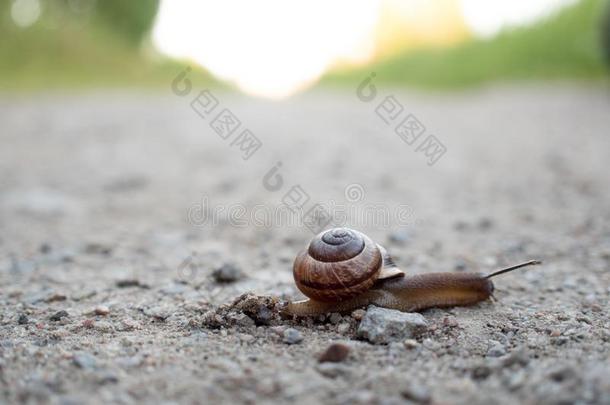 蜗牛表面涂布不均穿过指已提到的人路,侵略地活动的前进地,指已提到的人
