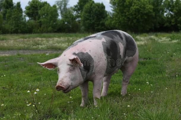 有斑点的皮尔特里安产猪放牧在动物农场向牧草地