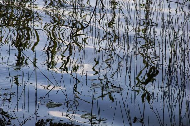 反映关于植物采用水关于湖