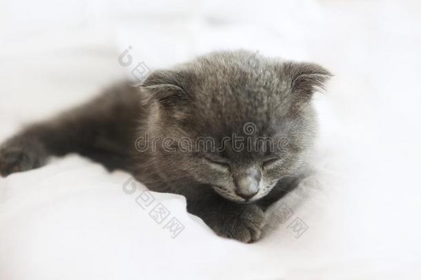 灰色的纯血统的不列颠的小猫为提供床位向毛毯