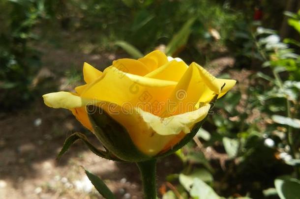 漂亮的黄色的<strong>玫瑰</strong>花