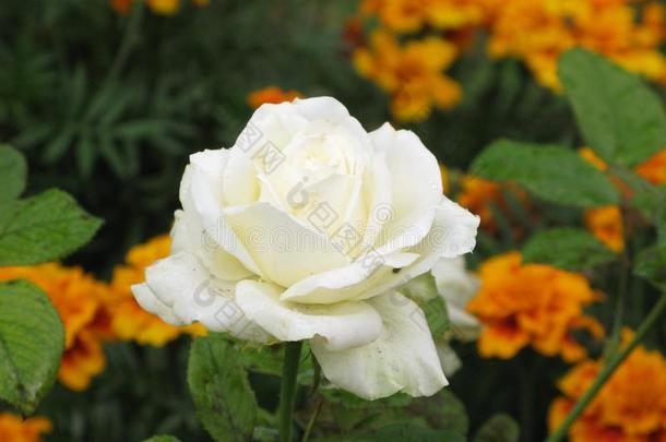 一白色的玫瑰