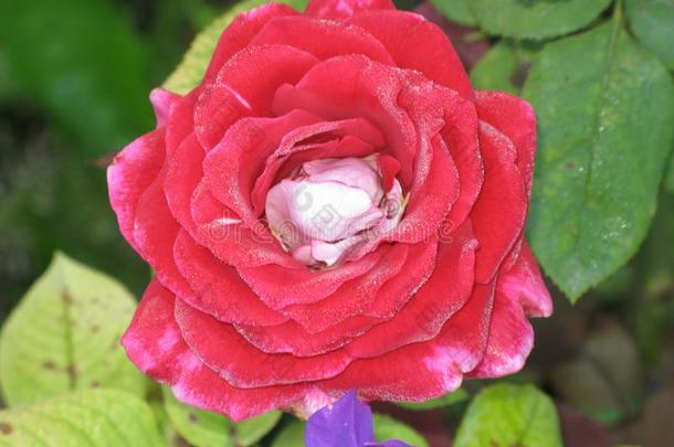 一湿的红色的玫瑰