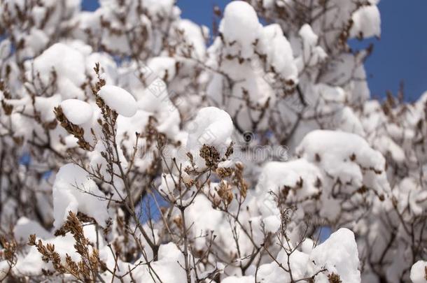 雪向指已提到的人光秃秃的树枝关于一树