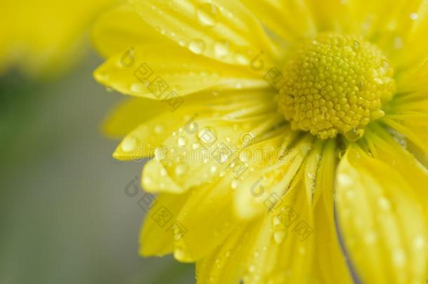 宏指令详细资料关于黄色的雏<strong>菊花瓣</strong>和水小滴