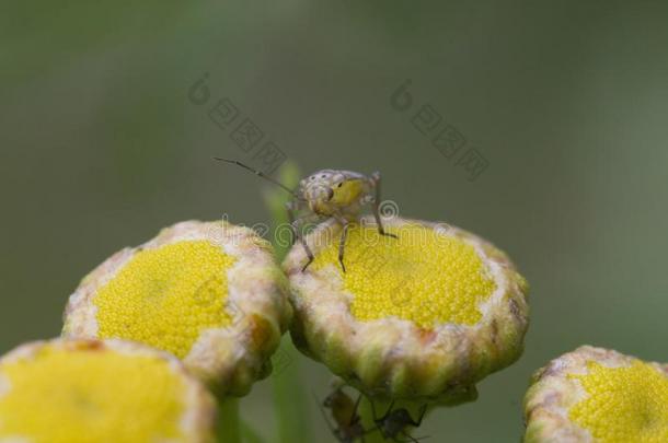 昆虫虫肖像向黄色的花