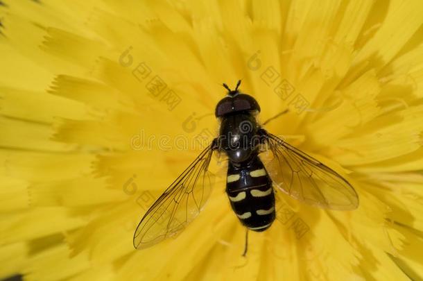 飞,蜜蜂,黄蜂向黄色的花