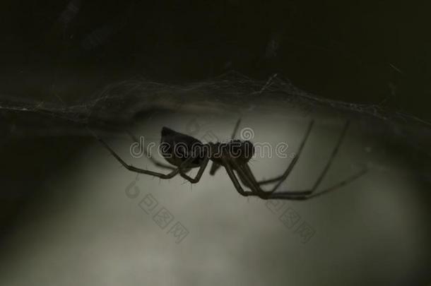 小的钱蜘蛛采用蜘蛛网采用阴影