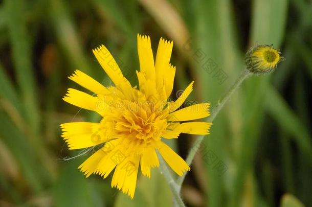 黄色的花@克鲁克姆,诺森伯兰郡,英格兰.