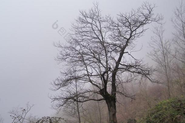 佩萨乔蒙大诺山,坎帕尼亚区,皮肤单位剂量意大利.