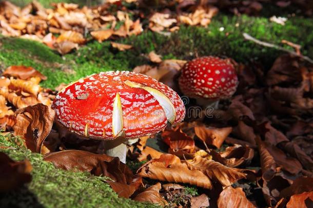 红色的伞形毒菌麝香蘑菇采用一森林