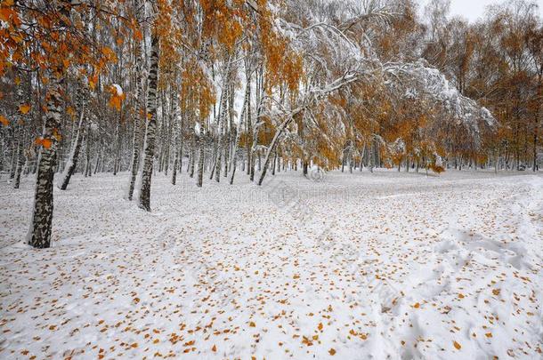 阵亡者秋树叶向雪采用指已提到的人森林