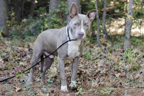 清教徒的人物斗牛犬小猎狗混合的产小狗狗