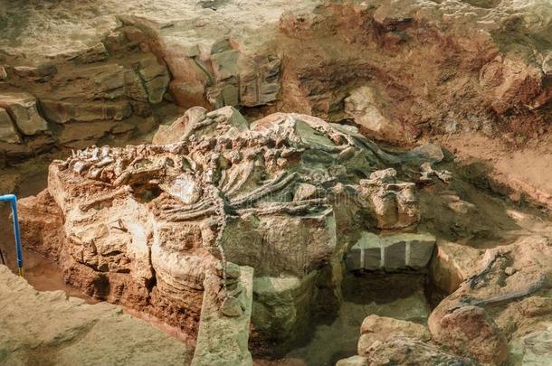 化石关于布万龙西林霍科在西林通。博物馆,灵魂