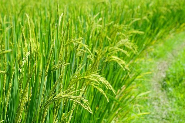 关在上面关于绿色的稻稻.绿色的耳朵关于稻采用稻稻