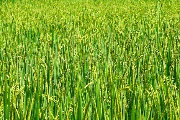 绿色的稻稻.绿色的耳朵关于稻采用稻稻田