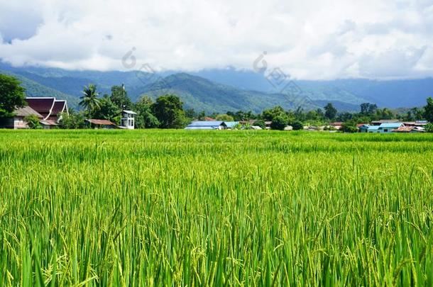 绿色的稻稻.绿色的耳朵关于稻采用稻稻田
