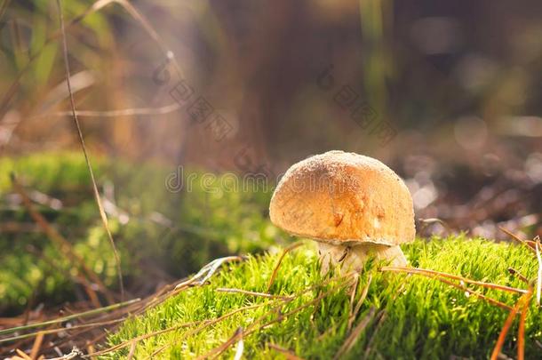 蘑菇采用森林.健康的食物