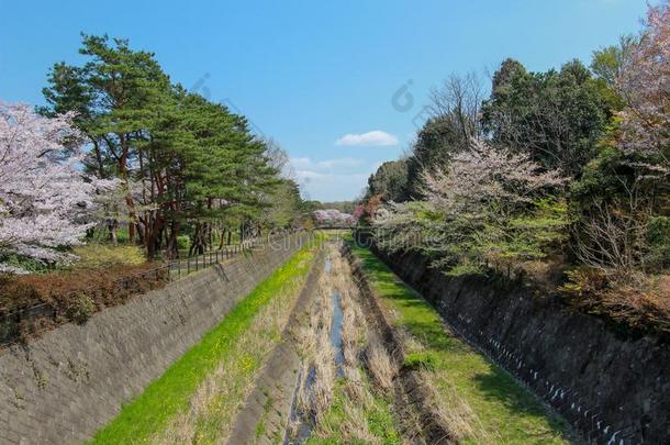 樱桃树一起指已提到的人干的干燥的运河在斯露塔基宁Koen斯露塔大<strong>事记</strong>