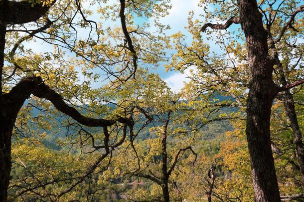 植物的叶子和树枝关于思春期的栎树树采用秋