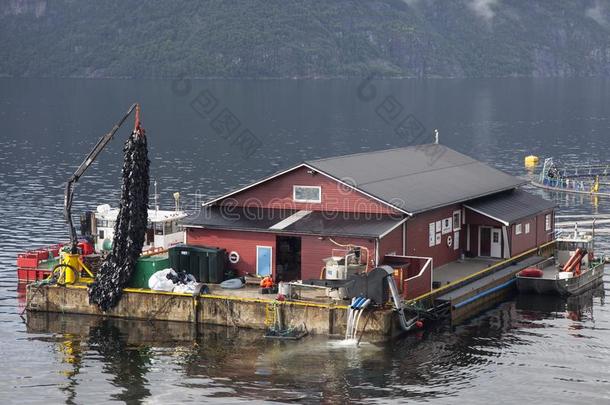 挪威人鱼农场