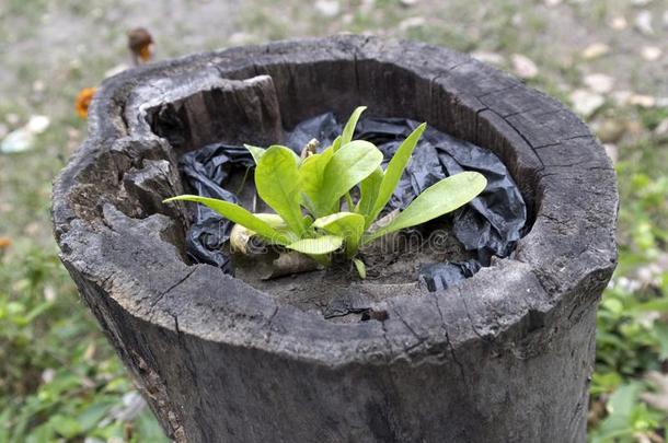 年幼的绿色的<strong>植物</strong>采用一老的空的<strong>树桩</strong>